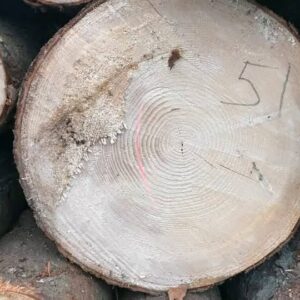 Pine Round Logs