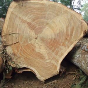 Ekopbeli Round Logs