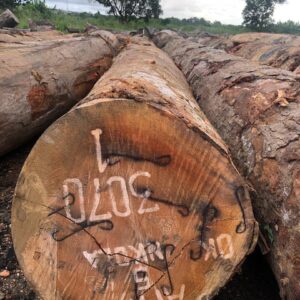 Okoume Round Logs