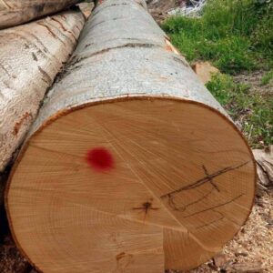 Birch Round Logs