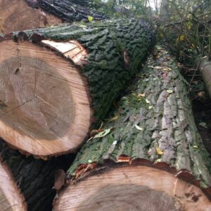 Poplar Round Logs
