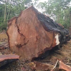 Bubinga Round Logs