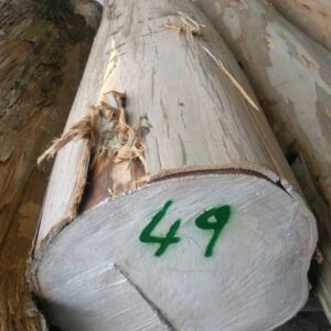Eucalyptus Round Logs